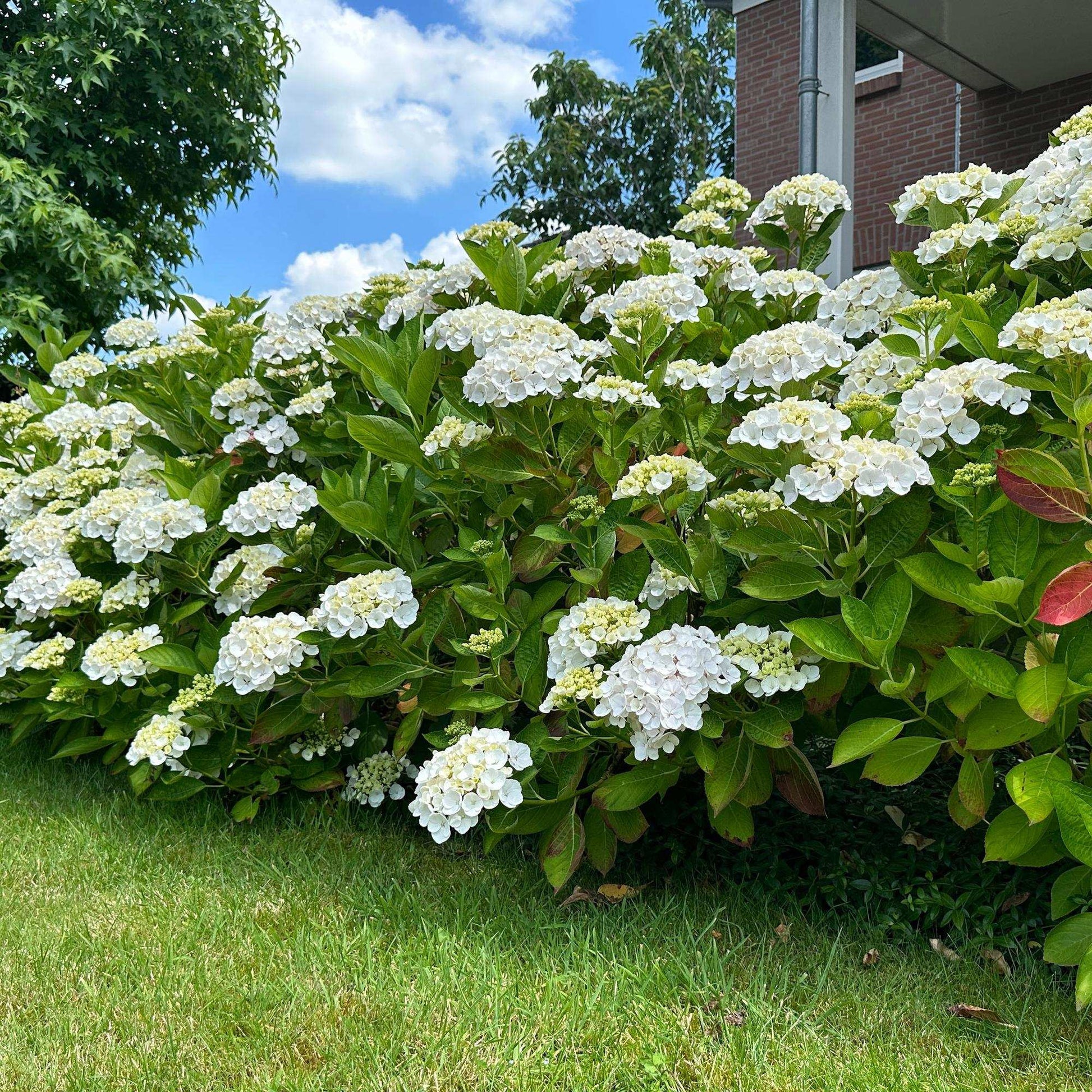 Hortensie Hydrangea macrophylla Weiß – 3 Pflanzen – Blüte in Weiß – Ø17cm – ↕30cm – Sommerblüher – Laubabwerfend – Pflegeleicht – Ideal für Beete & Töpfe 