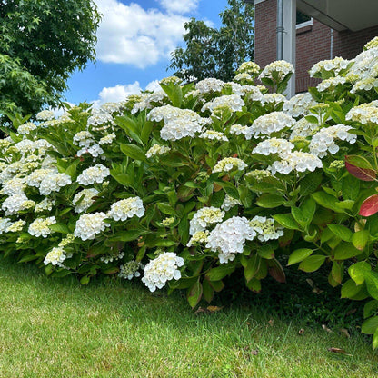 Hortensie Hydrangea macrophylla Weiß – 3 Pflanzen – Blüte in Weiß – Ø17cm – ↕30cm – Sommerblüher – Laubabwerfend – Pflegeleicht – Ideal für Beete & Töpfe 