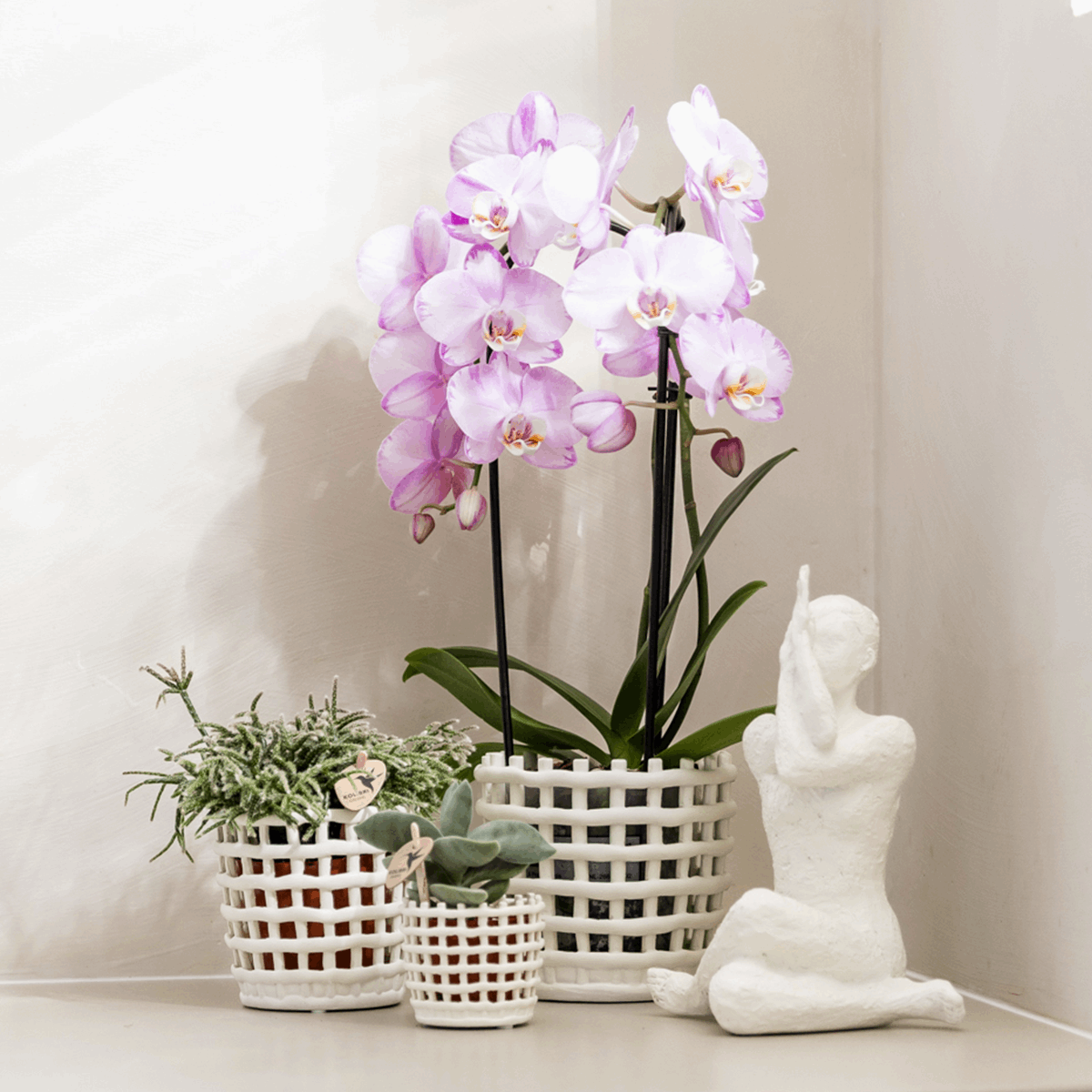 Mesh Ziertopf Ø6cm – Moderner Pflanztopf mit Strukturdesign – Dekorativer Übertopf für Mini Pflanzen & Sukkulenten