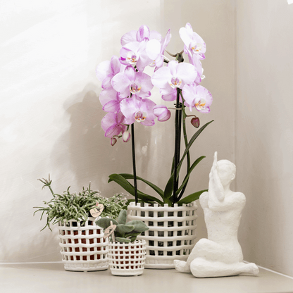 Mesh Ziertopf Ø6cm – Moderner Pflanztopf mit Strukturdesign – Dekorativer Übertopf für Mini Pflanzen & Sukkulenten