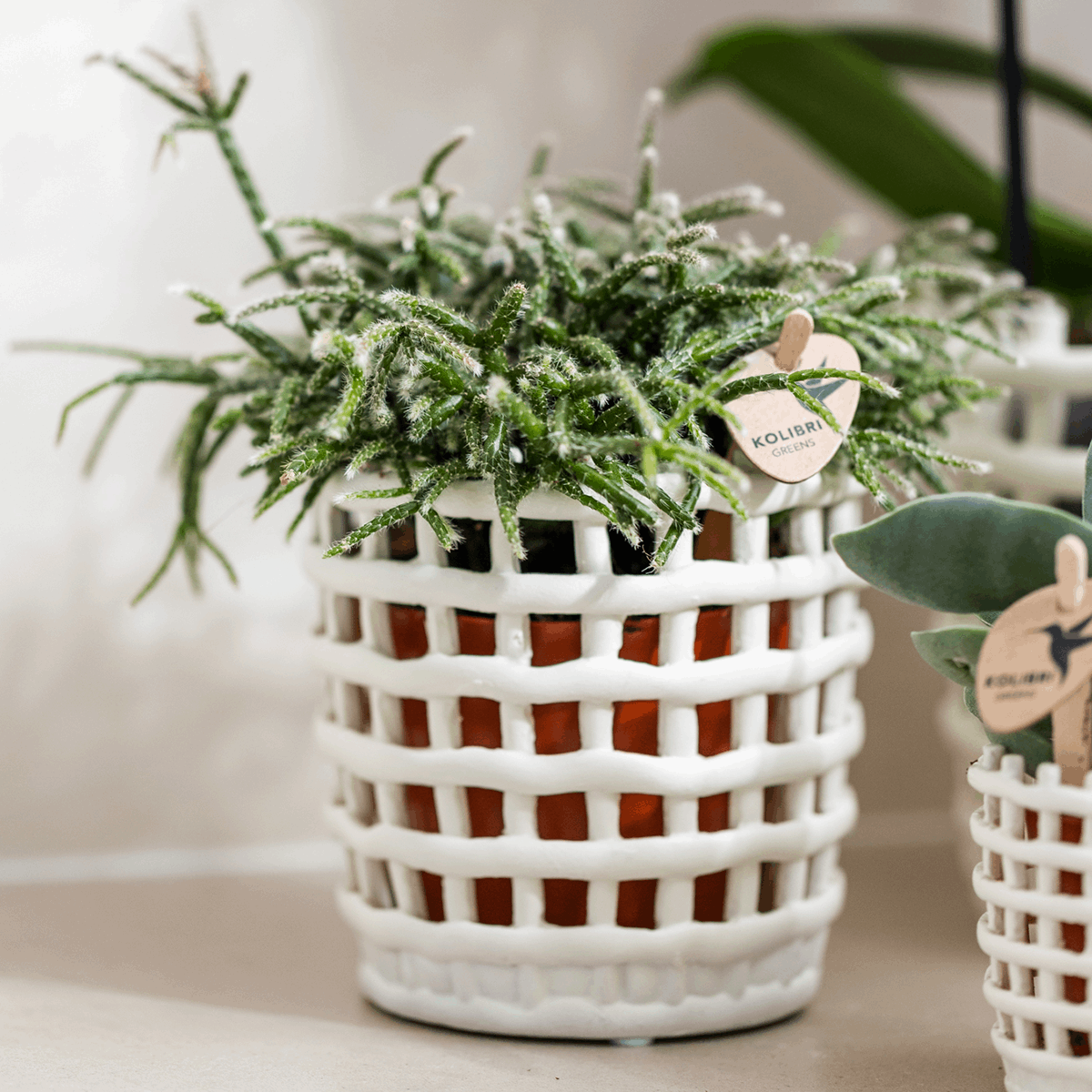 Mesh Ziertopf Ø9cm – Moderner Pflanztopf mit Strukturdesign – Dekorativer Übertopf für Zimmerpflanzen & Kräuter