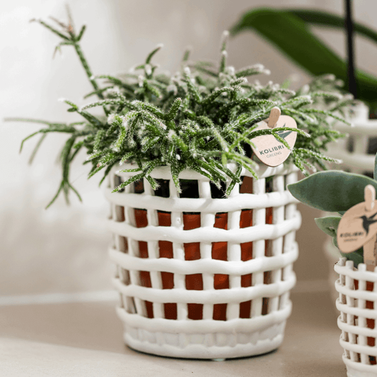 Mesh Ziertopf Ø9cm – Moderner Pflanztopf mit Strukturdesign – Dekorativer Übertopf für Zimmerpflanzen & Kräuter