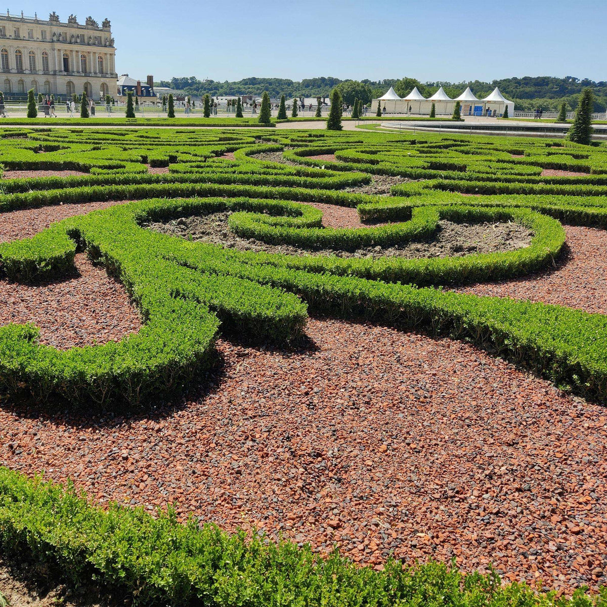 BetterBuxus Babylon Beauty Hecke 6 Pflanzen für 1 Meter 30-35cm 13cm widerstandsfähig pflegeleicht für Garten Formschnitt Sichtschutz winterhart