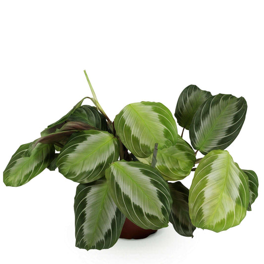 Maranta Fascinator Silverband Gebetspflanze – Haustierfreundliche Zimmerpflanze 12cm – Höhe ca.25cm – Dekorative Blattpflanze mit silberner Zeichnung für Wohnzimmer Büro & Schlafzimmer