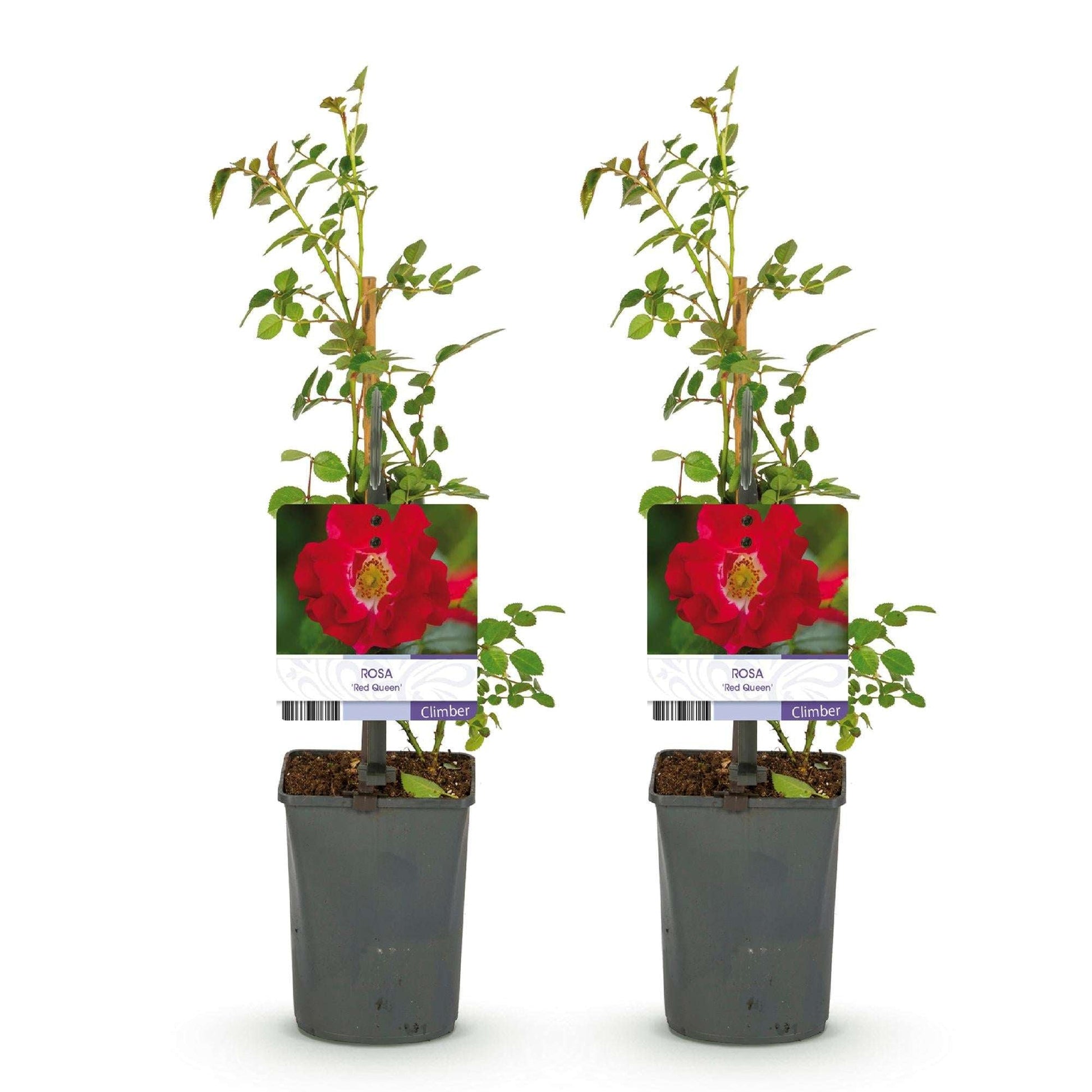 Kletterrose – Rosa Red Queen – Rote Blüten – Stark duftend – 2 Pflanzen – 11cm – Höhe 40cm – Geringer Pflegeaufwand 