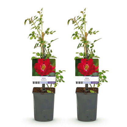 Kletterrose – Rosa Red Queen – Rote Blüten – Stark duftend – 2 Pflanzen – 11cm – Höhe 40cm – Geringer Pflegeaufwand 