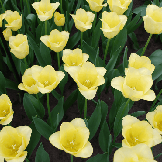 Tulpenzwiebeln World Friendship – 20 Blumenzwiebeln– Hellgelbe Tulpe – Elegante Frühlingsblüher für Garten & Topf – Winterhart