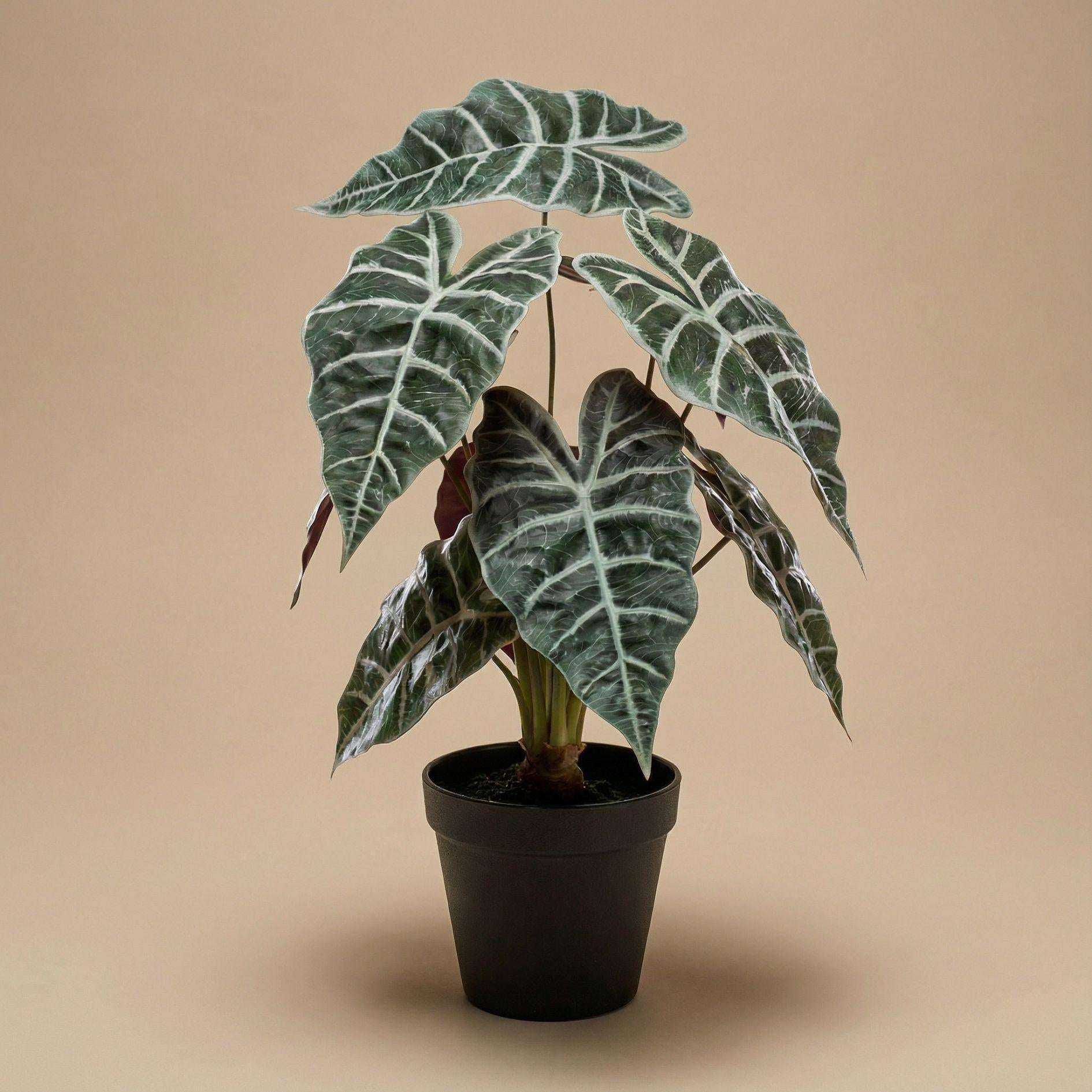 Alocasia Kunstpflanze Busch im Topf 40cm – Realistische Deko Pflanze für Wohnzimmer Büro & Regal – Pflegefreie Zimmerpflanze mit breiten Blättern