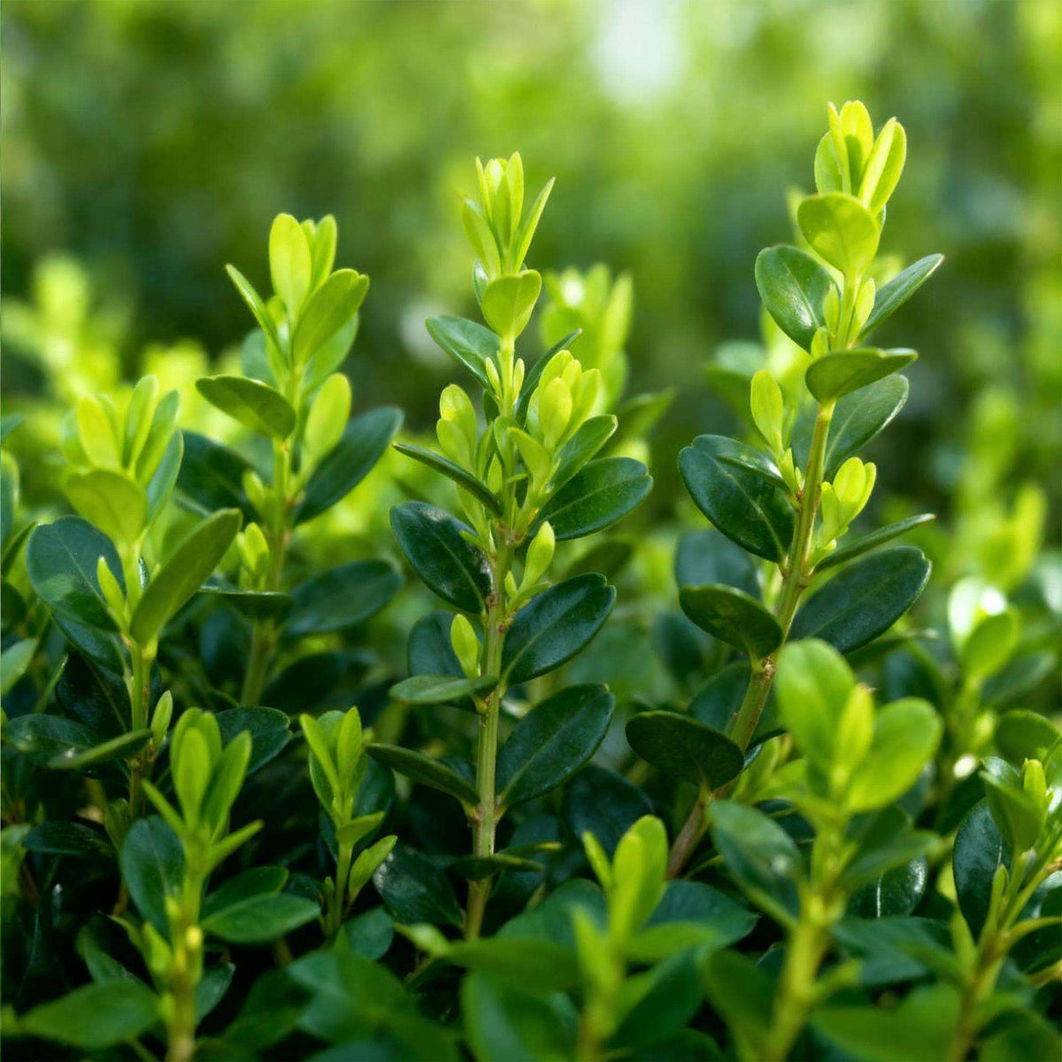 BetterBuxus Babylon Beauty Hecke 6 Pflanzen für 1 Meter 30-35cm 13cm widerstandsfähig pflegeleicht für Garten Formschnitt Sichtschutz winterhart