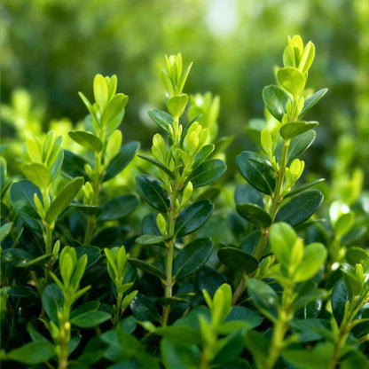 BetterBuxus Babylon Beauty Hecke 6 Pflanzen für 1 Meter 30-35cm 13cm widerstandsfähig pflegeleicht für Garten Formschnitt Sichtschutz winterhart