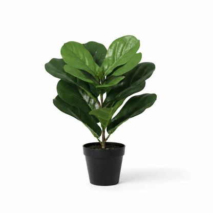 Ficus lyrata Kunstpflanze 40cm – Kompakte Geigenfeige Deko Pflanze – Pflegefreie Zimmerpflanze für Fensterbank Büro & Regal
