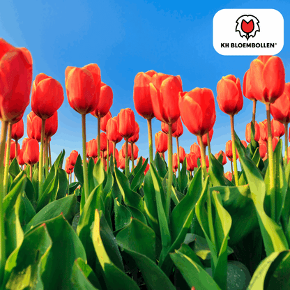 Tulpenzwiebeln Dafeng – 20 Stück – Orangefarbene Tulpen – Großblumig & elegant – Für Garten, Topf & Balkon 