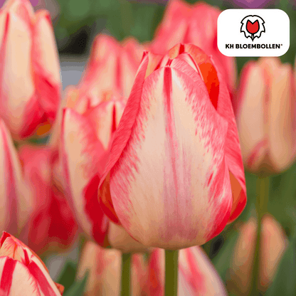 Tulpenzwiebeln Spryng Break – 20 Blumenzwiebeln – Rot-orange Tulpe – Feurig & auffällig – Für Garten & Topf