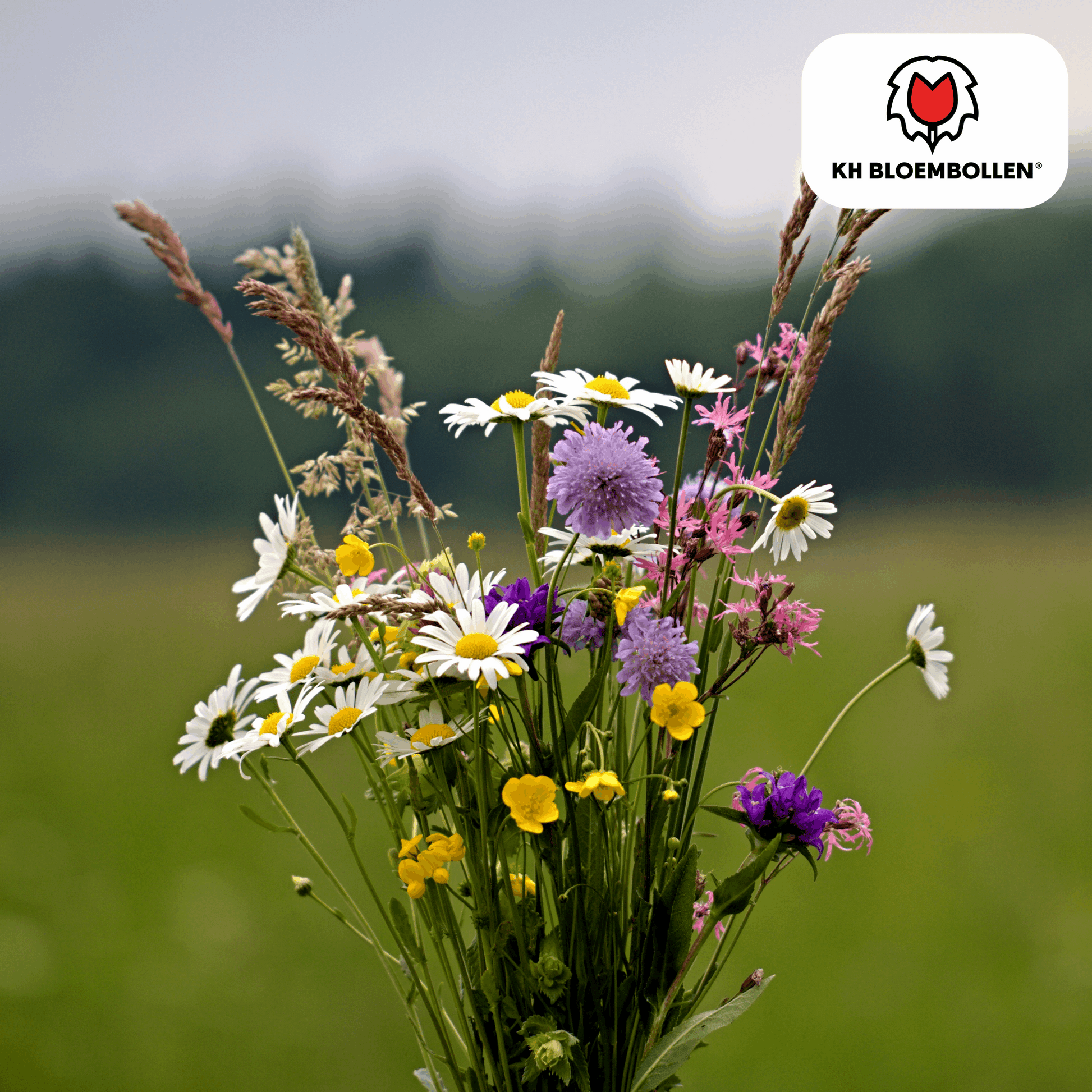 Wildblumensamen – 100g für 30–50m² – Bienen- & Schmetterlingsfreundlich – Einjährige & mehrjährige Blumen – Für Garten, Wiese, Beet – GVO-frei & nachhaltig 