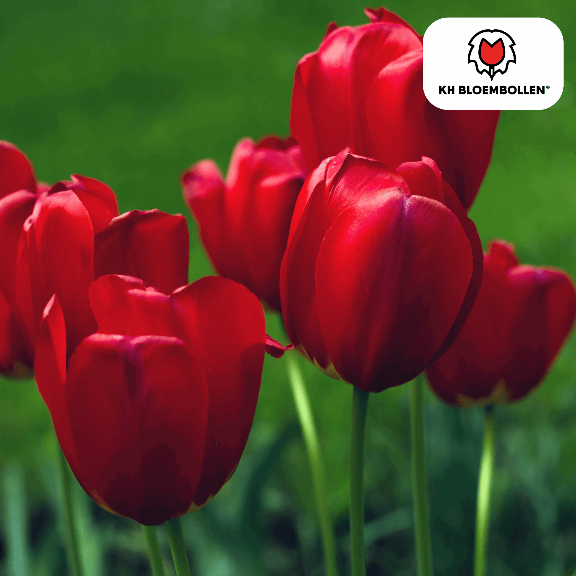 Tulpenzwiebeln Seadov – 20 Blumenzwiebeln– Tiefrote Tulpe mit gezacktem Blütenrand – Für Garten & Topf – Winterhart & pflegeleicht