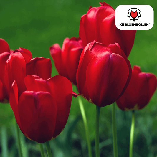 Tulpenzwiebeln Seadov – 20 Blumenzwiebeln– Tiefrote Tulpe mit gezacktem Blütenrand – Für Garten & Topf – Winterhart & pflegeleicht