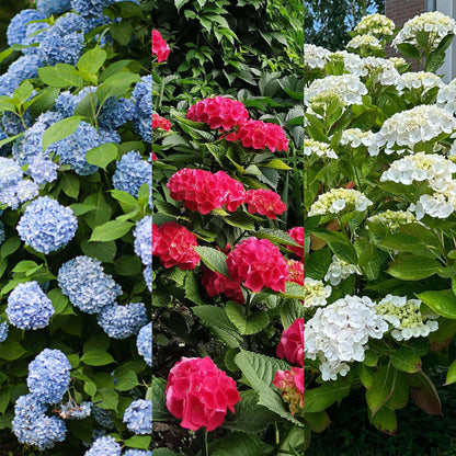 Hortensie Hydrangea macrophylla Tricolour – 3 Pflanzen in Rosa, Blau & Weiß – Ø17cm – ↕30cm – Blüte Juni–September – Laubabwerfend – Pflegeleicht & winterhart 