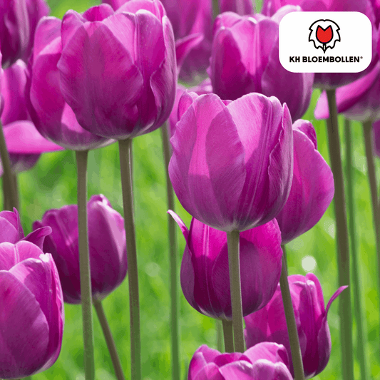 Tulpenzwiebeln Purple Prince – 20 Blumenzwiebeln – Lila-violette Tulpe – Kraftvoll & elegant – Für Garten & Topf