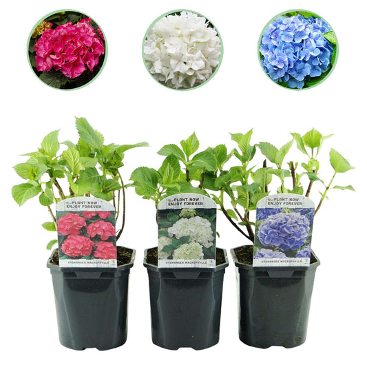 Hortensie Hydrangea macrophylla Tricolour – 3 Pflanzen in Rosa, Blau & Weiß – Ø17cm – ↕30cm – Blüte Juni–September – Laubabwerfend – Pflegeleicht & winterhart 