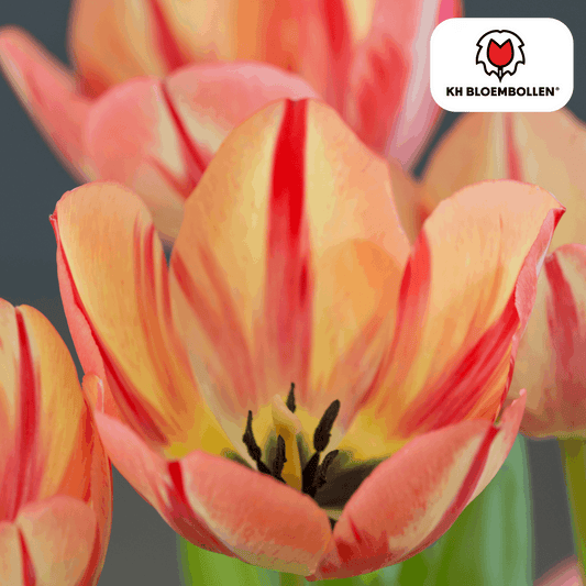 Tulpenzwiebeln Spryng Break – 20 Blumenzwiebeln – Rot-orange Tulpe – Feurig & auffällig – Für Garten & Topf