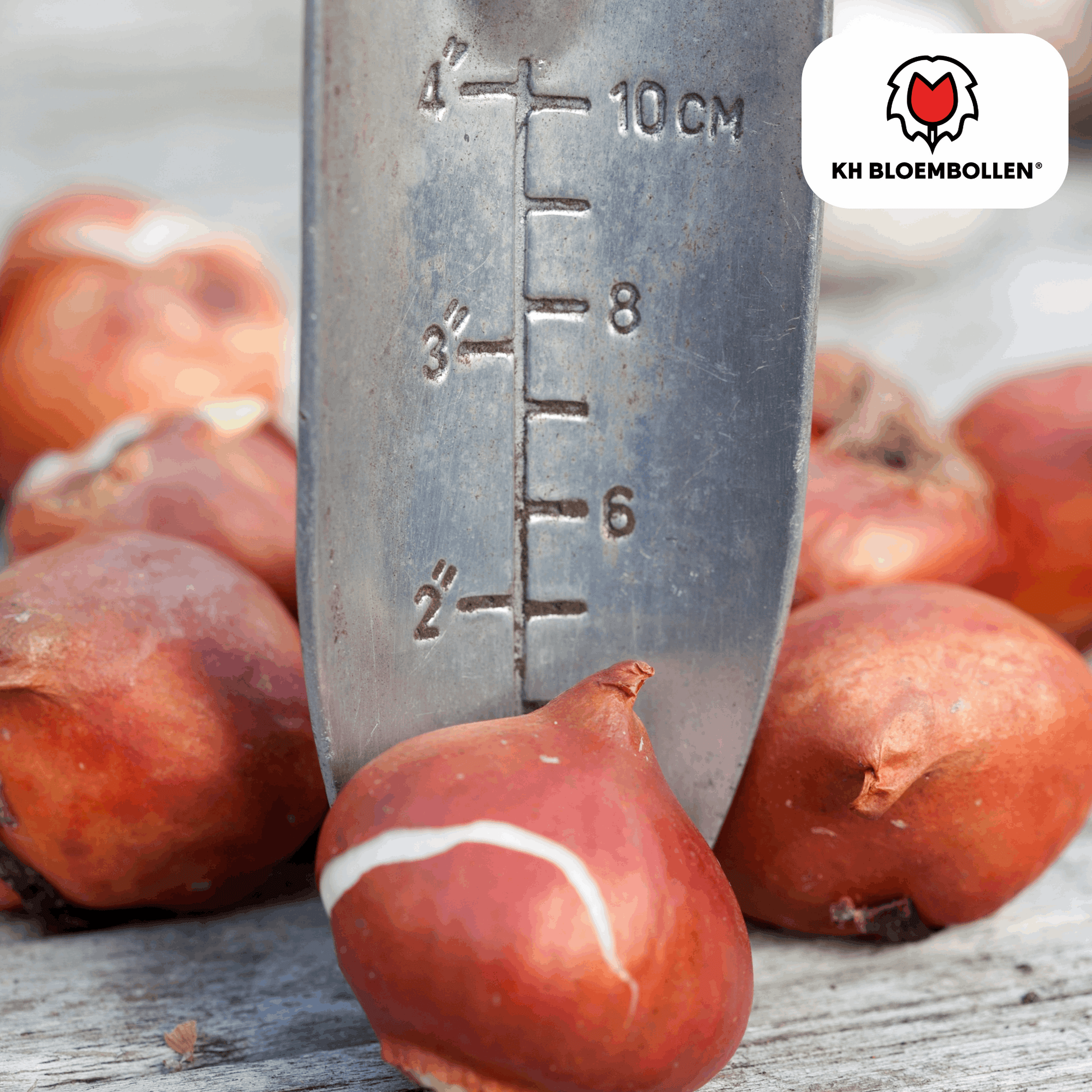 Tulpenzwiebeln Dafeng – 20 Stück – Orangefarbene Tulpen – Großblumig & elegant – Für Garten, Topf & Balkon 