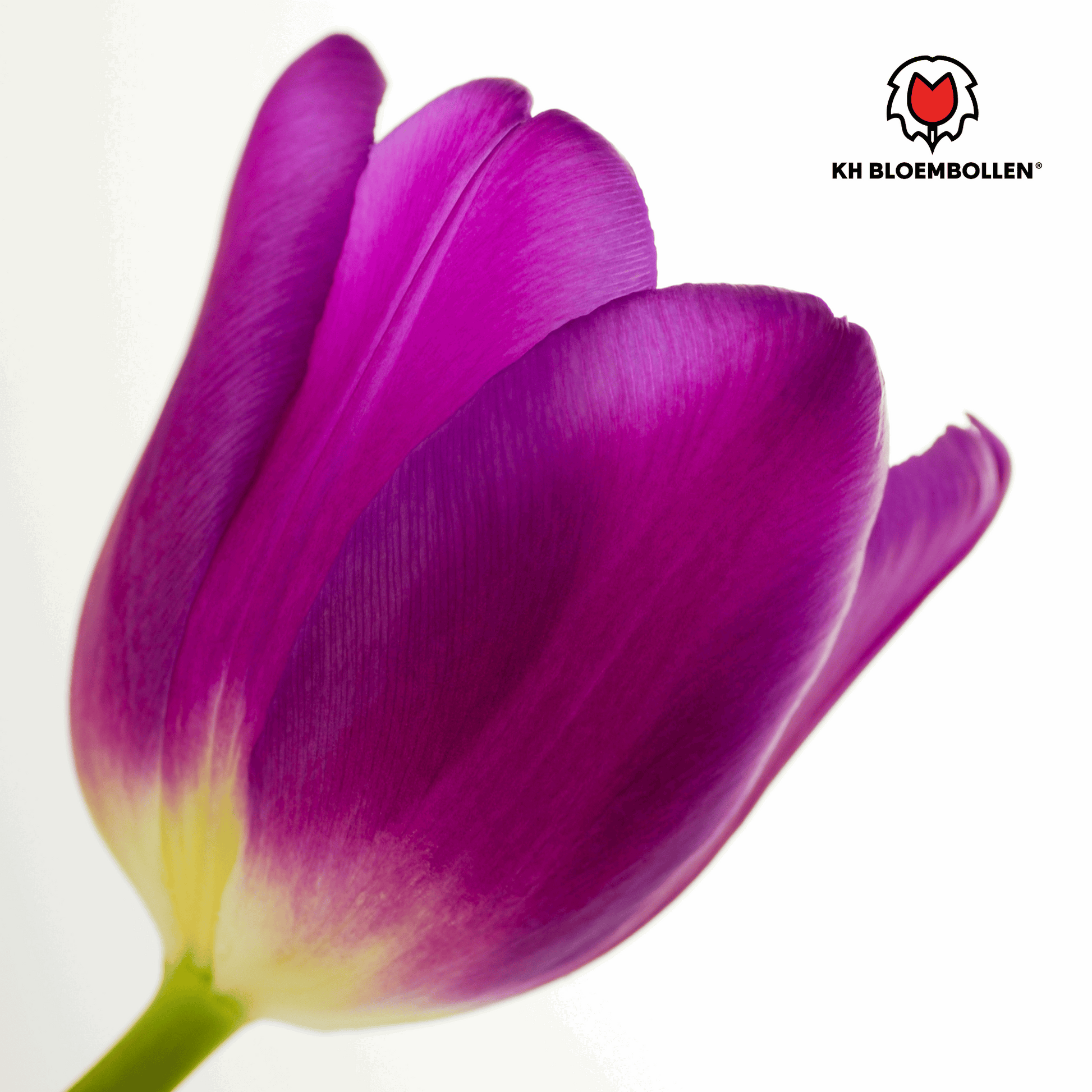 Tulpenzwiebeln Purple Prince – 20 Blumenzwiebeln – Lila-violette Tulpe – Kraftvoll & elegant – Für Garten & Topf