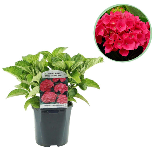 Hortensie – Hydrangea macrophylla Rot – Blüte Rot – Ø17cm – ↕30cm – Sommerblüher – Pflegeleicht & Laubabwerfend 