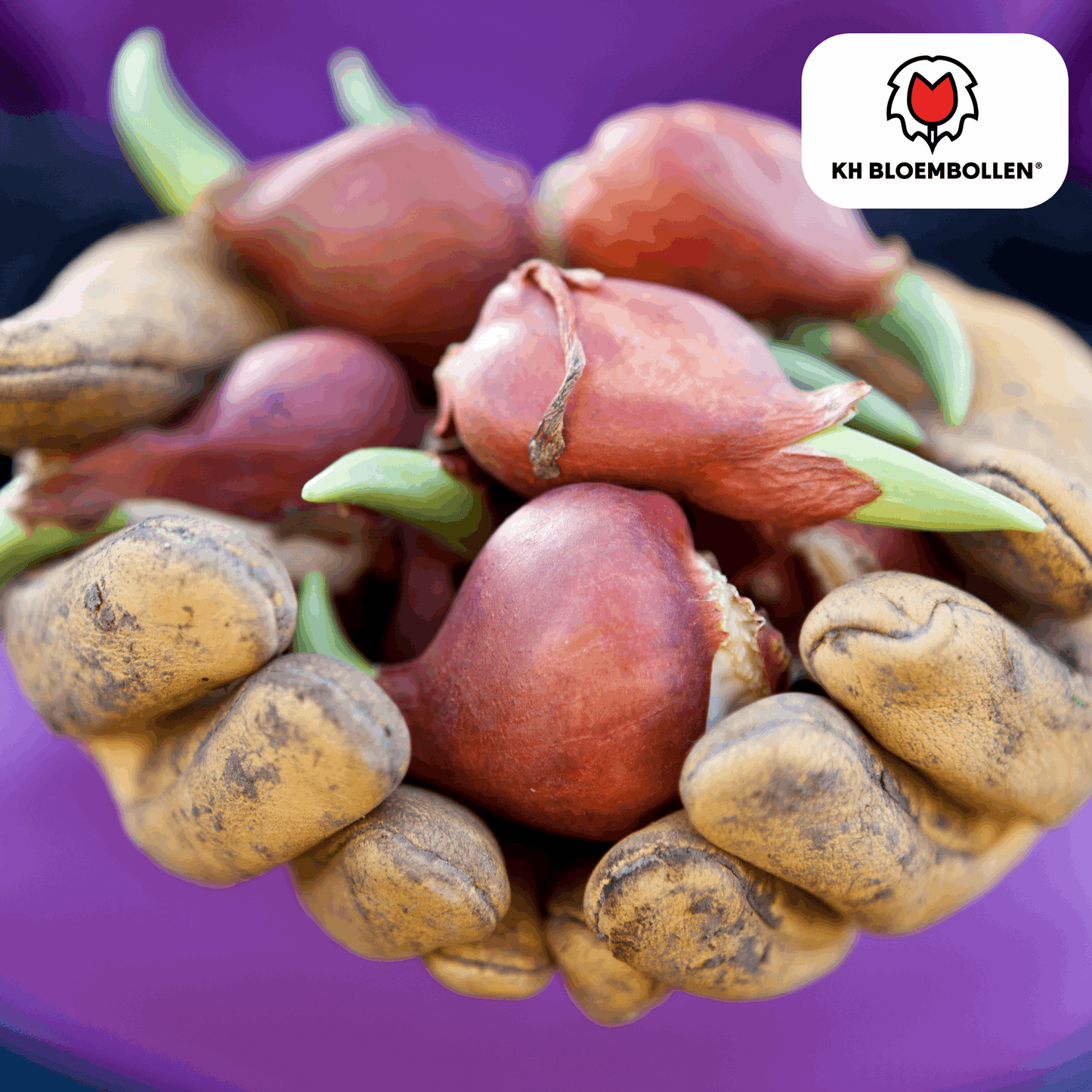 Tulpenzwiebeln Dafeng – 20 Stück – Orangefarbene Tulpen – Großblumig & elegant – Für Garten, Topf & Balkon 