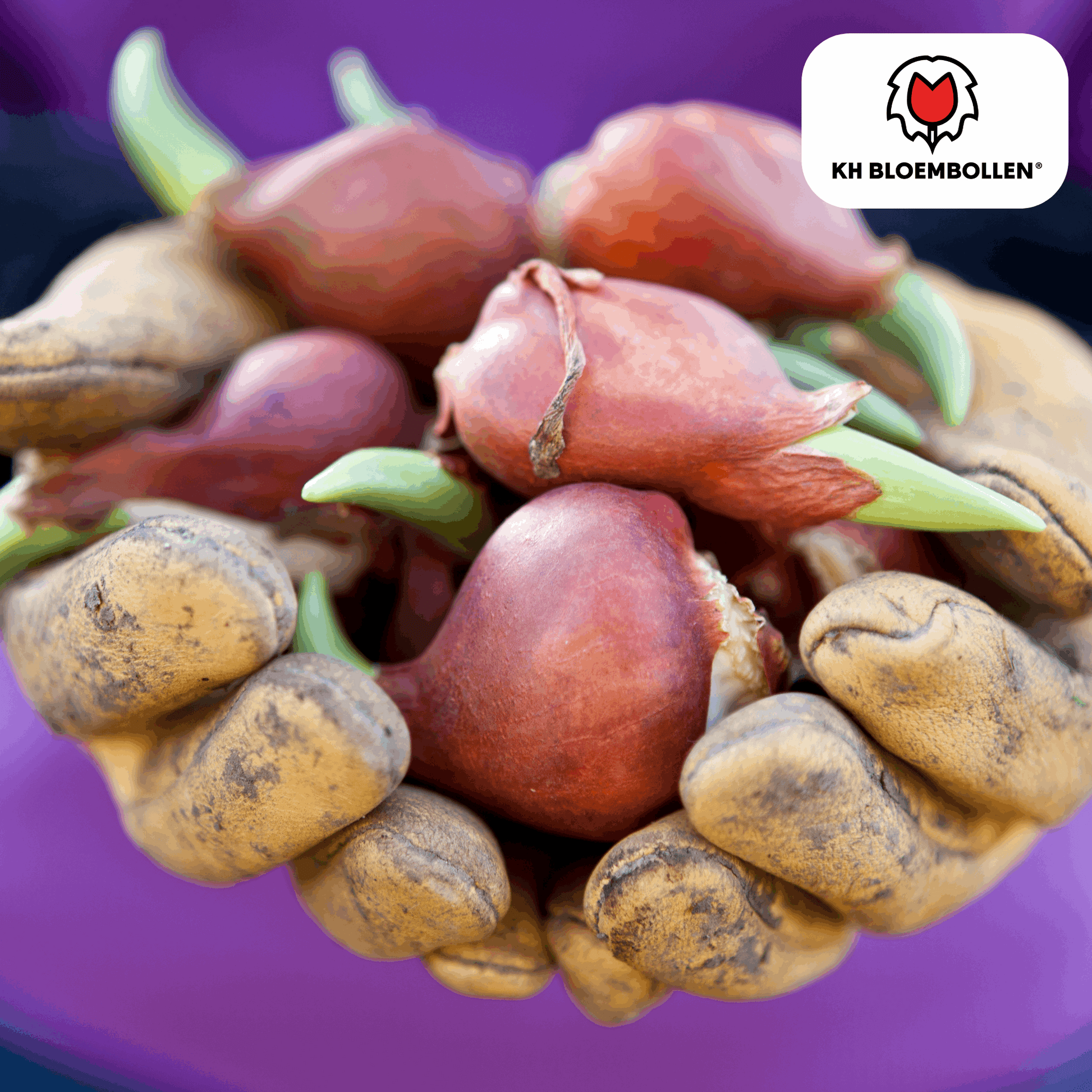 Tulpenzwiebeln Dafeng – 20 Stück – Orangefarbene Tulpen – Großblumig & elegant – Für Garten, Topf & Balkon 