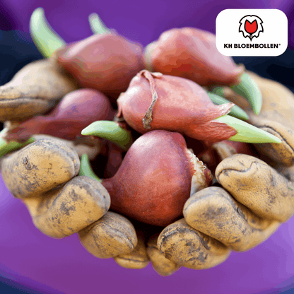 Tulpenzwiebeln Dafeng – 20 Stück – Orangefarbene Tulpen – Großblumig & elegant – Für Garten, Topf & Balkon 