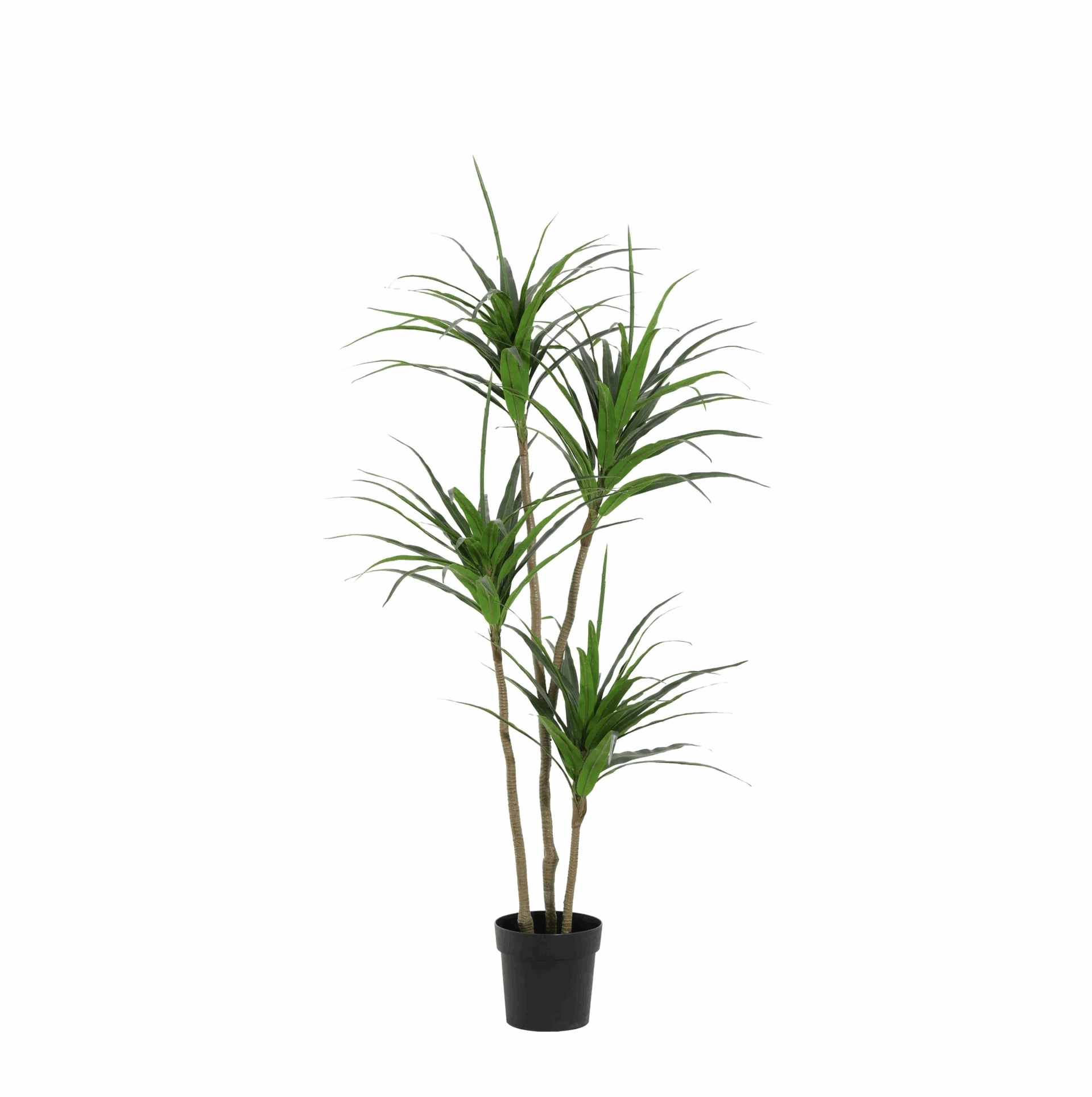 Dracaena Kunstpflanze 165cm – Große Drachenbaum Deko Pflanze – Pflegefreie Zimmerpflanze für Wohnzimmer Büro & Empfangsbereich