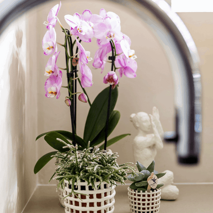 Mesh Ziertopf Ø9cm – Moderner Pflanztopf mit Strukturdesign – Dekorativer Übertopf für Zimmerpflanzen & Kräuter