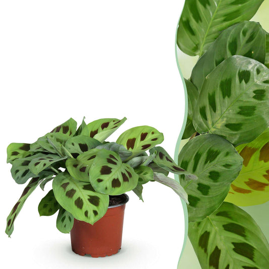 Maranta Fascinator Kerchoveana Zebrapflanze – Haustierfreundliche Zimmerpflanze 12cm – Höhe ca.25cm – Dekorative Gebetspflanze für Wohnzimmer & Büro