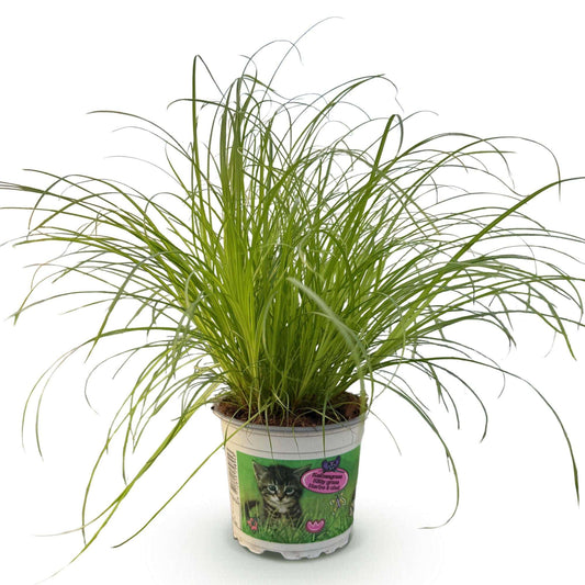 Cyperus alternifolius Zumula Katzenpflanze – Haustierfreundliche Zimmerpflanze 12cm – Höhe ca.20cm – Dekorative Grünpflanze für Wohnzimmer Büro & Fensterbank