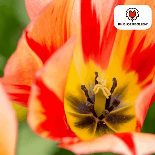 Tulpenzwiebeln Spryng Break – 20 Blumenzwiebeln – Rot-orange Tulpe – Feurig & auffällig – Für Garten & Topf