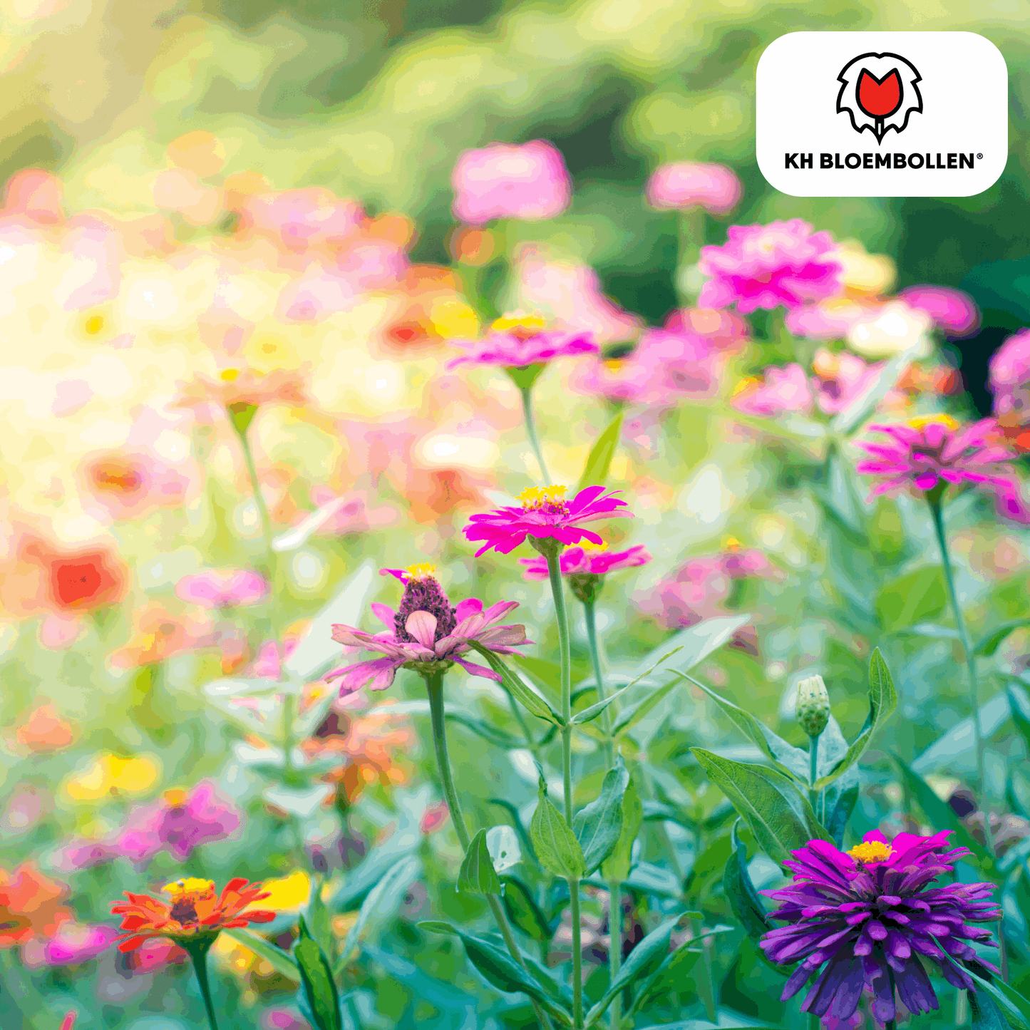 Wildblumensamen – 100g für 30–50m² – Bienen- & Schmetterlingsfreundlich – Einjährige & mehrjährige Blumen – Für Garten, Wiese, Beet – GVO-frei & nachhaltig 