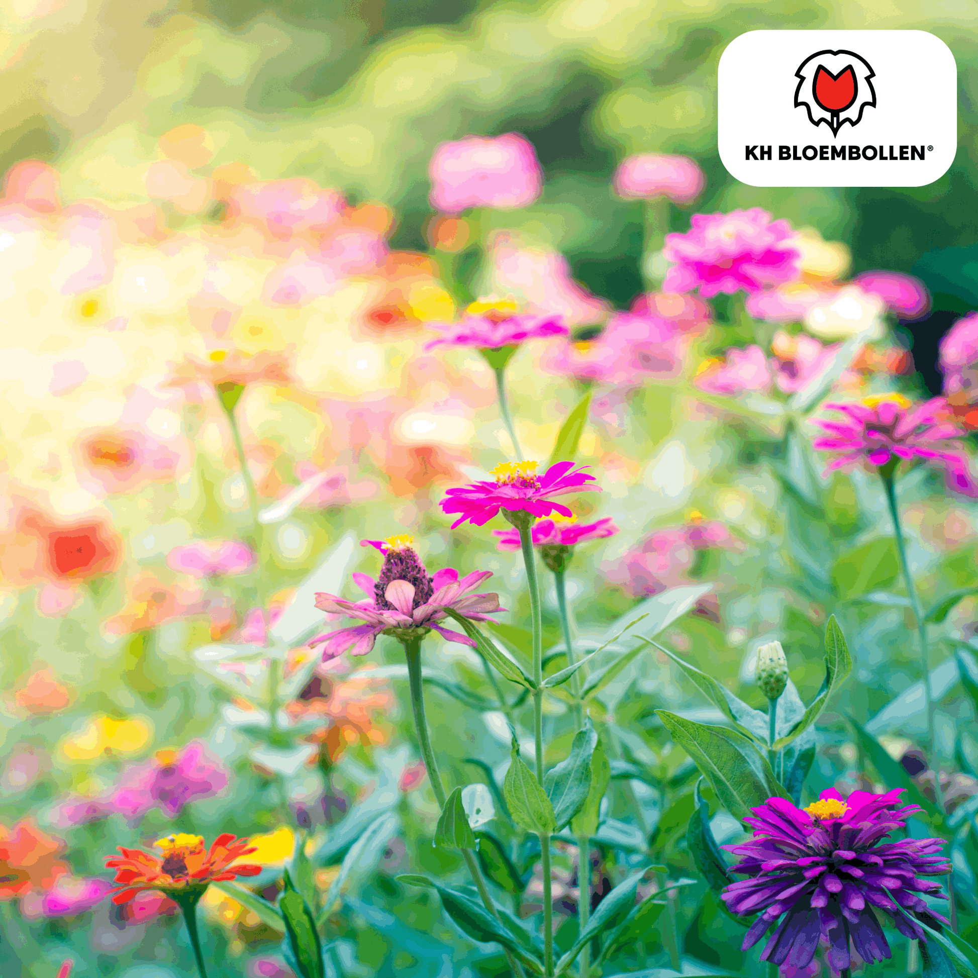 Wildblumensamen – 100g für 30–50m² – Bienen- & Schmetterlingsfreundlich – Einjährige & mehrjährige Blumen – Für Garten, Wiese, Beet – GVO-frei & nachhaltig 