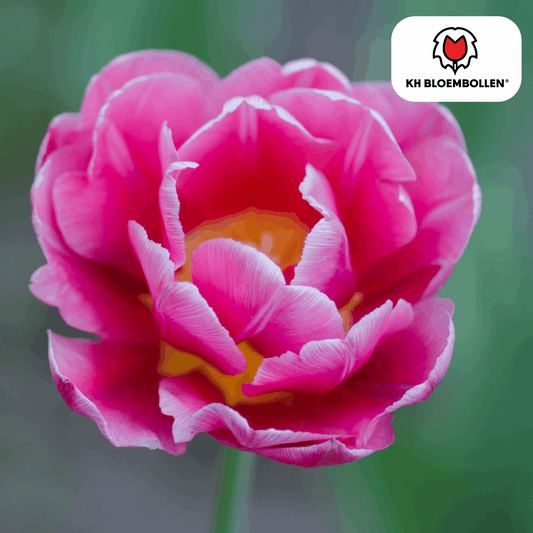 Columbus Tulpenzwiebeln – 20 Blumenzwiebeln – Rosa-weiße Pioentulpen – Gefüllte Blüte – Für Garten, Topf & Vase