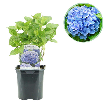Hortensie Hydrangea macrophylla Blau – Blütezeit Juni bis September – Ø17cm – ↕30cm – Laubabwerfende Gartenpflanze – Pflegeleicht & winterhart 
