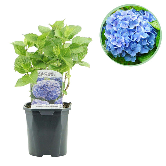 Hortensie Hydrangea macrophylla Blau – Blütezeit Juni bis September – Ø17cm – ↕30cm – Laubabwerfende Gartenpflanze – Pflegeleicht & winterhart 