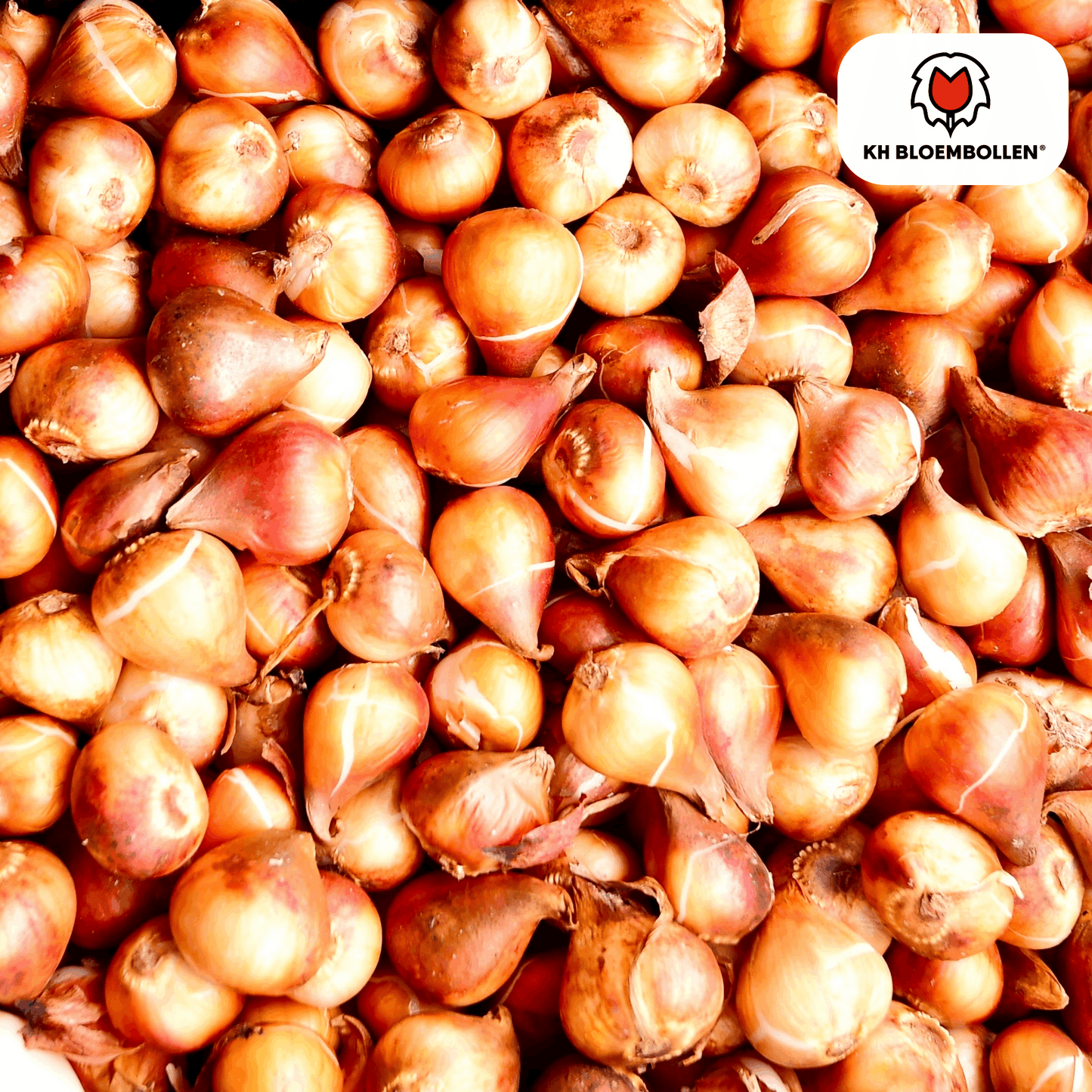 Tulpenzwiebeln Dafeng – 20 Stück – Orangefarbene Tulpen – Großblumig & elegant – Für Garten, Topf & Balkon 