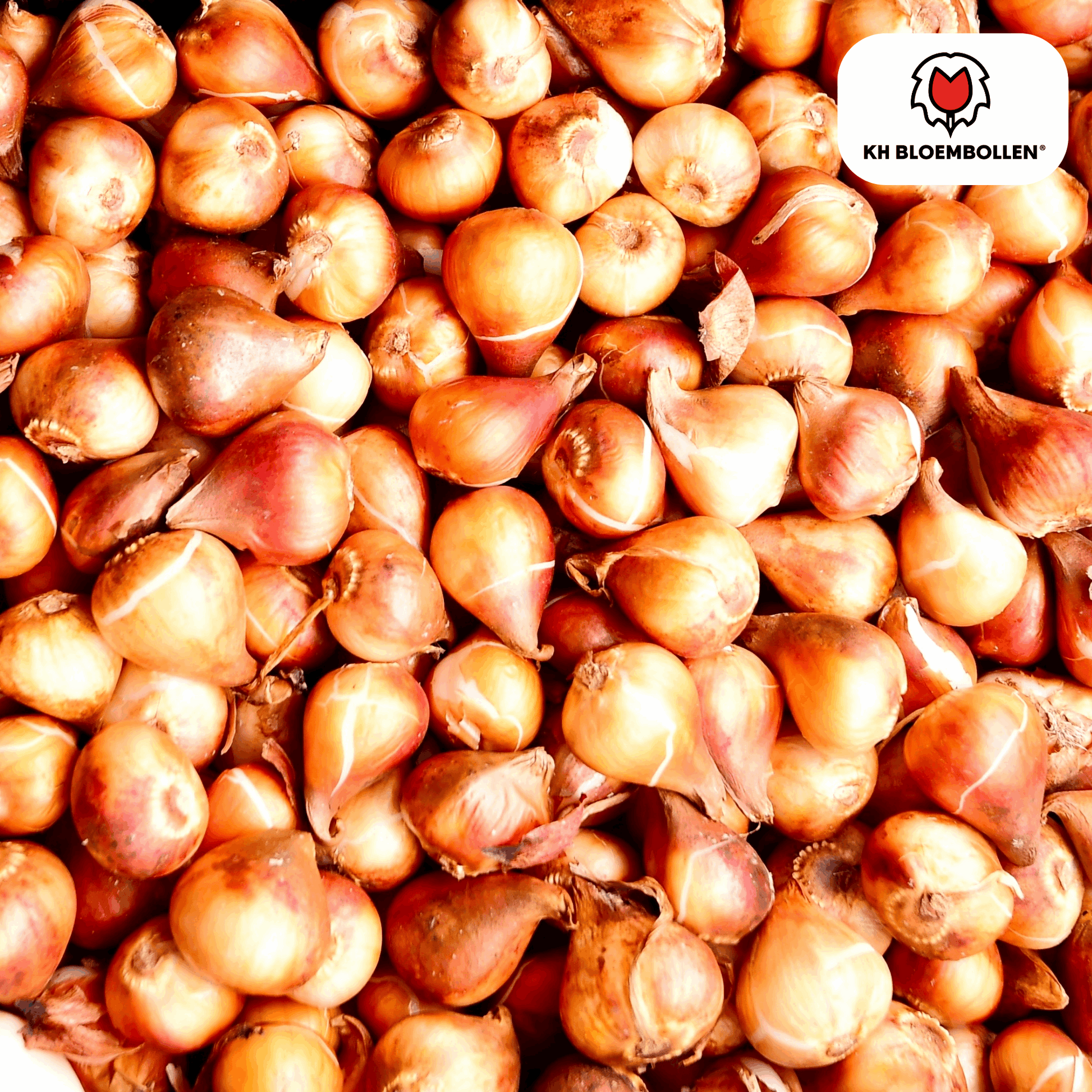 Tulpenzwiebeln Dafeng – 20 Stück – Orangefarbene Tulpen – Großblumig & elegant – Für Garten, Topf & Balkon 