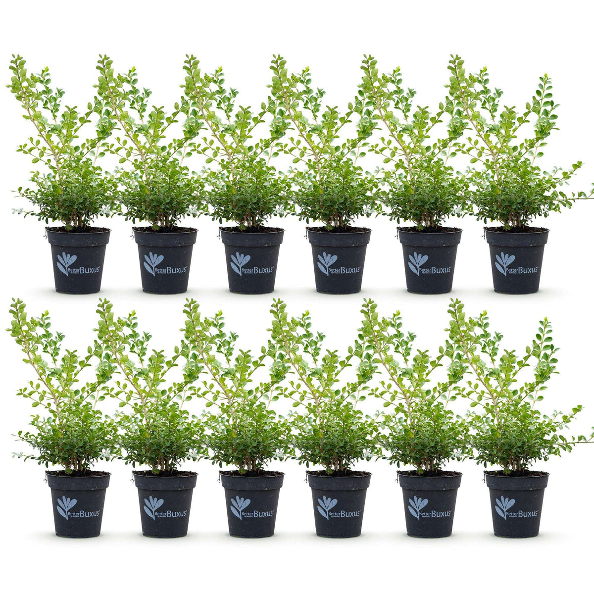 BetterBuxus Babylon Beauty Hecke 6 Pflanzen für 1 Meter 30-35cm 13cm widerstandsfähig pflegeleicht für Garten Formschnitt Sic
