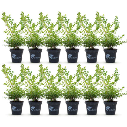 BetterBuxus Babylon Beauty Hecke 6 Pflanzen für 1 Meter 30-35cm 13cm widerstandsfähig pflegeleicht für Garten Formschnitt Sic