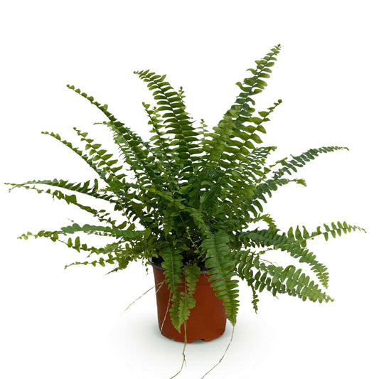 Nephrolepis exaltata Green Lady Farn – Haustierfreundliche Zimmerpflanze 12cm – Höhe ca.25cm – Dekorativer Grünfarn für Wohnzimmer Büro & Schlafzimmer