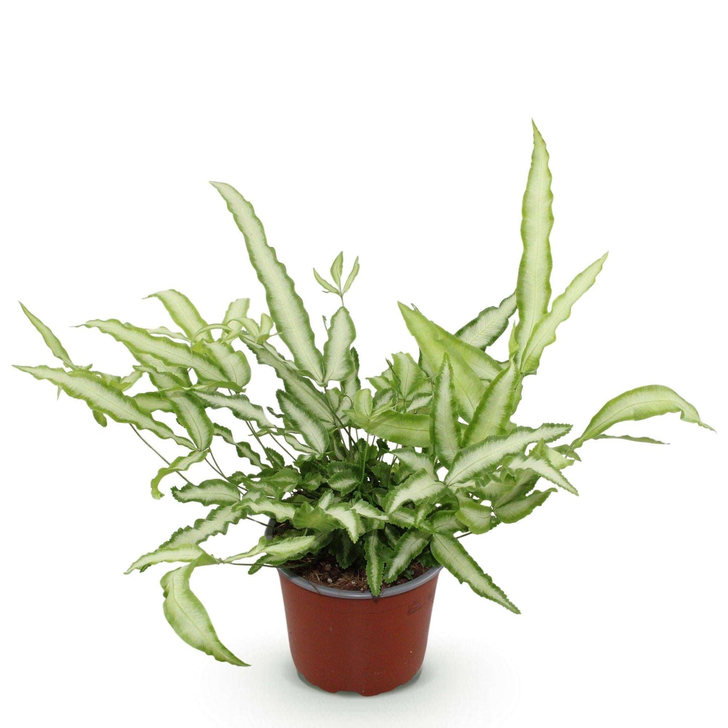 Pteris cretica Albolineata Flügelfarn – Haustierfreundliche Zimmerpflanze 12cm – Höhe ca.20cm – Dekorativer Farn mit weißer Blattzeichnung für Wohnzimmer & Büro