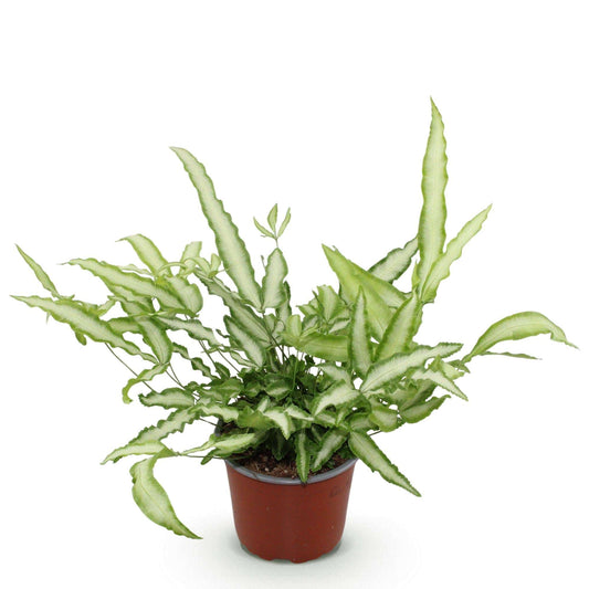 Pteris cretica Albolineata Flügelfarn – Haustierfreundliche Zimmerpflanze 12cm – Höhe ca.20cm – Dekorativer Farn mit weißer Blattzeichnung für Wohnzimmer & Büro