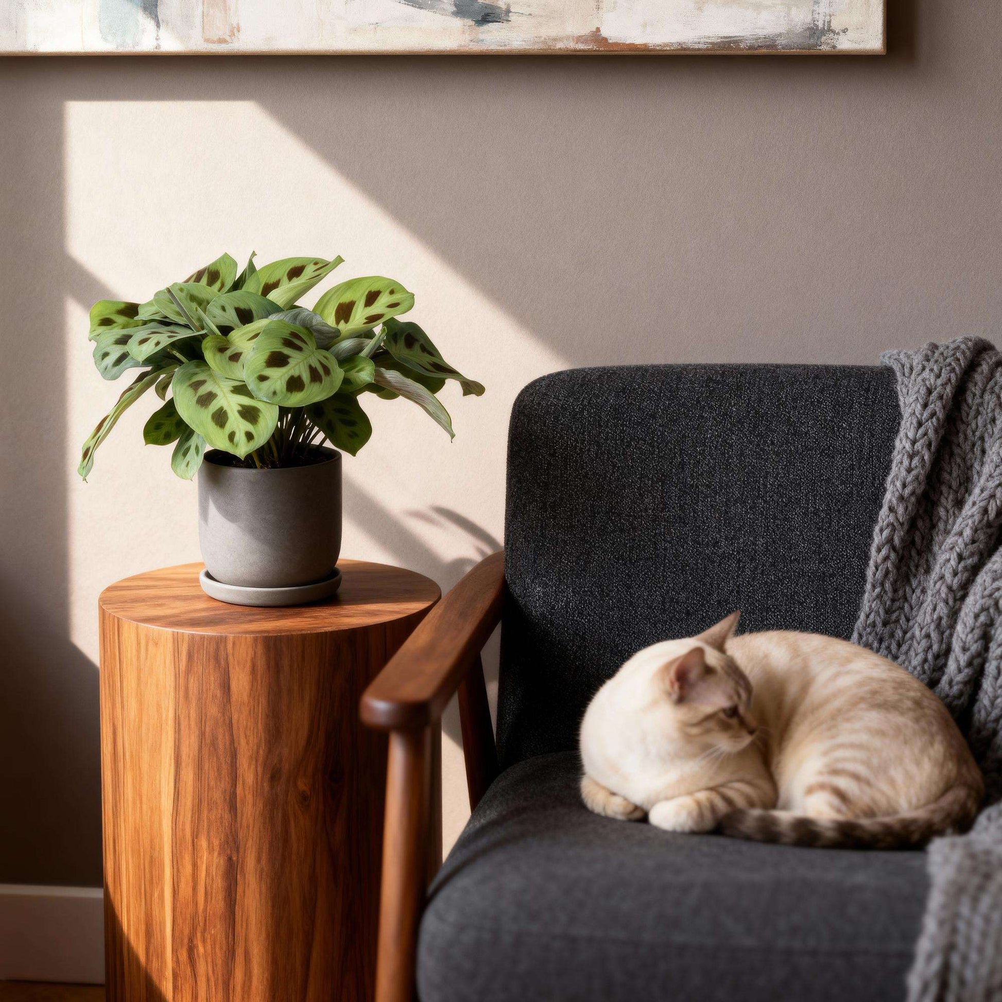 Maranta Fascinator Kerchoveana Zebrapflanze – Haustierfreundliche Zimmerpflanze 12cm – Höhe ca.25cm – Dekorative Gebetspflanze für Wohnzimmer & Büro