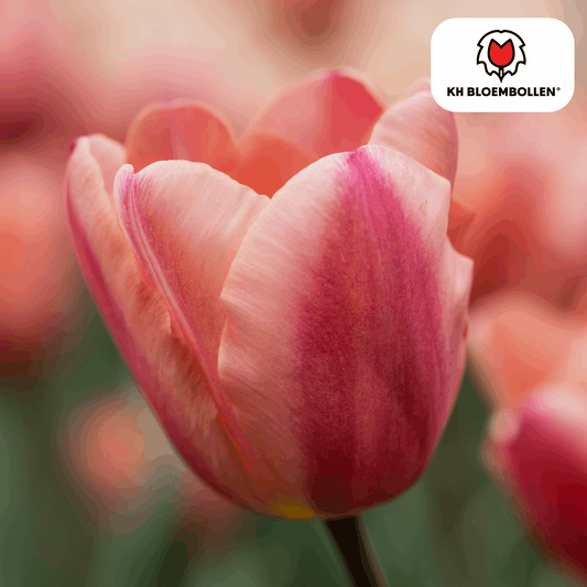 Apricot Foxx Tulpenzwiebeln – 20 Stück – Lachsrosa Frühlingsblüher – Sorte Tulipa „Apricot Foxx“ – Für Garten & Topf – Blüte April–Mai