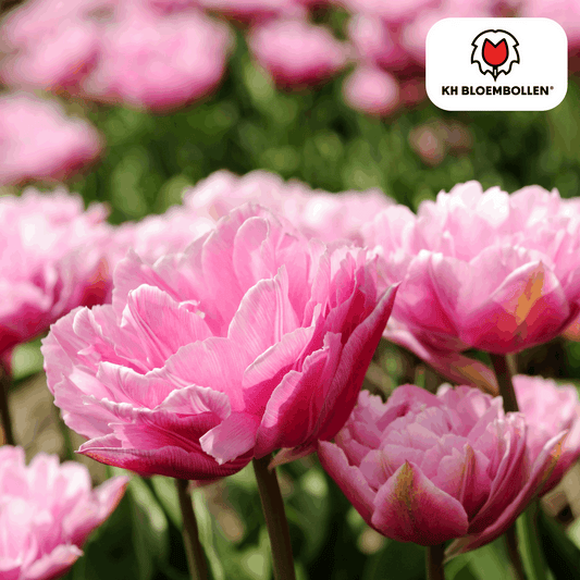 Columbus Tulpenzwiebeln – 20 Blumenzwiebeln – Rosa-weiße Pioentulpen – Gefüllte Blüte – Für Garten, Topf & Vase